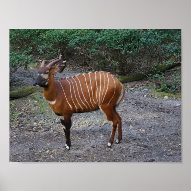 Bongo (Antelope) Poster (Front)
