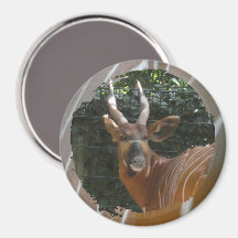 Bongo Antelope & Skin Border Magnet