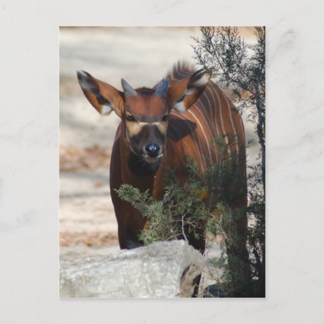 Bongo Calf Postcard (Front)