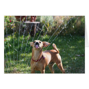 Bonheur