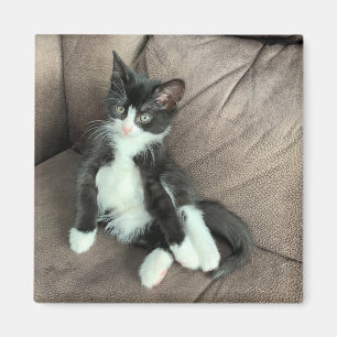 Bonheur Kitten Magnet