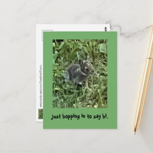 Bonjour, Baby Bunny Rabbit cartes postales
