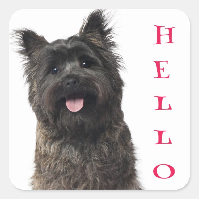 Bonjour Cairn Terrier Stickers Chien Chien Chien C (Devant)
