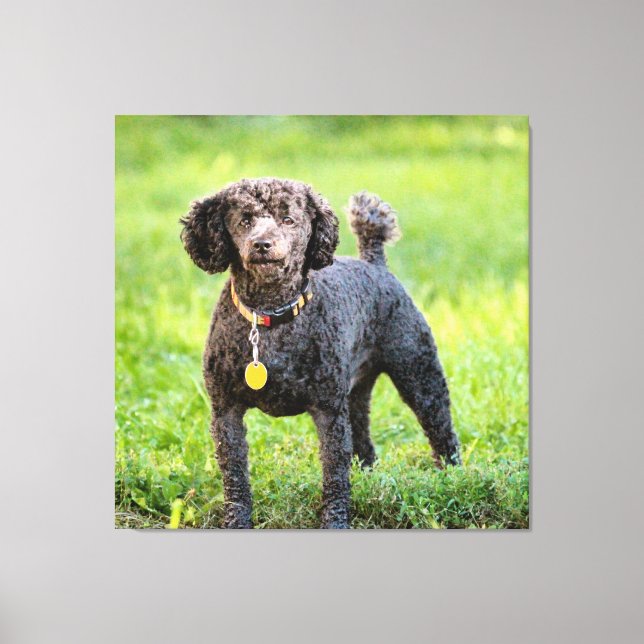 Bonjour Canvas Print (Front)