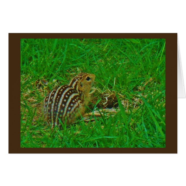 Bonjour Chipmunk (Devant horizontal)