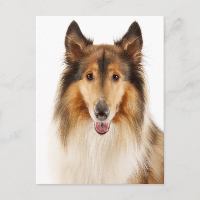 Bonjour Collie Puppy Chien Carte postale (Devant)