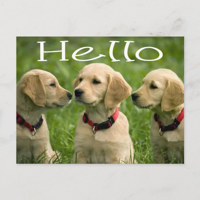 Bonjour Golden Retriever Puppy Chien carte postale (Devant)