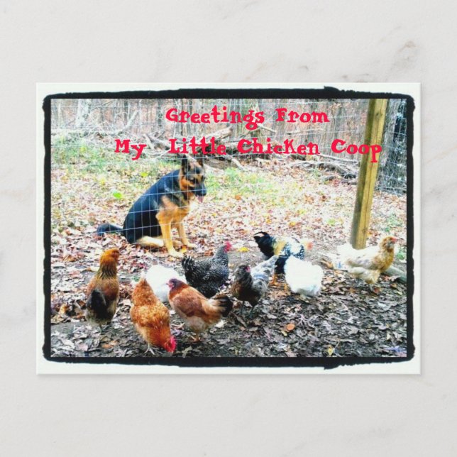 Bonjour Ma Carte Postale Petit Poulet Coop (Devant)