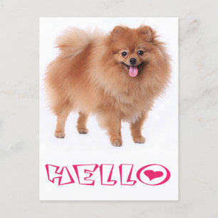 Bonjour Poméranie Chien Chien Chien Blanc Carte po