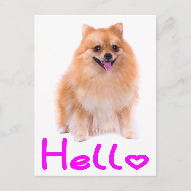 Bonjour Poméranie Chien Chien Chien Blanc Carte po (Devant)