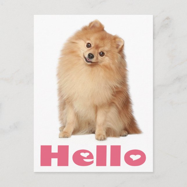 Bonjour Poméranie Chien Chien Chien Blanc Carte po (Devant)