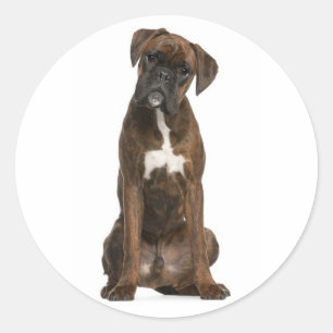 Bonjour / Salut Autocollant de chiot Boxer