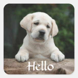 Bonjour / Salut Labrador Retriever Stickers Chien 