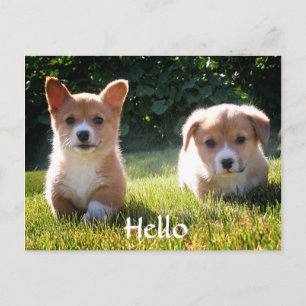 Bonjour Welsh Pembroke Corgi Puppy Chien carte pos
