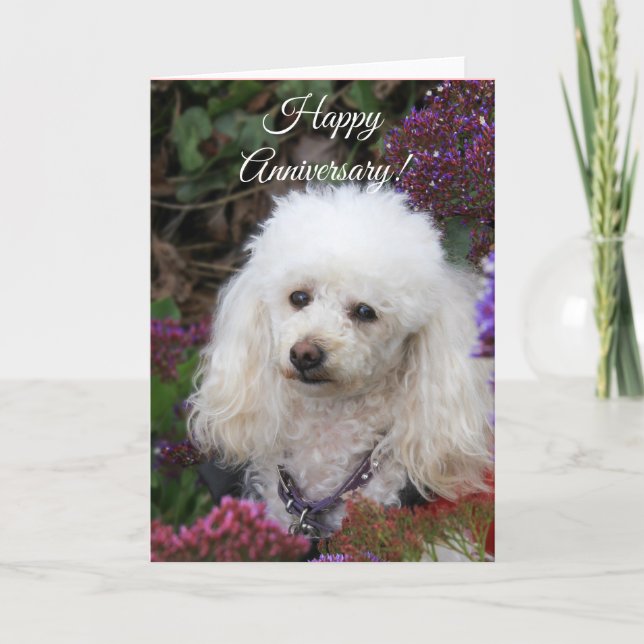 Bonne Anniversaire Poodle carte chien (Devant)