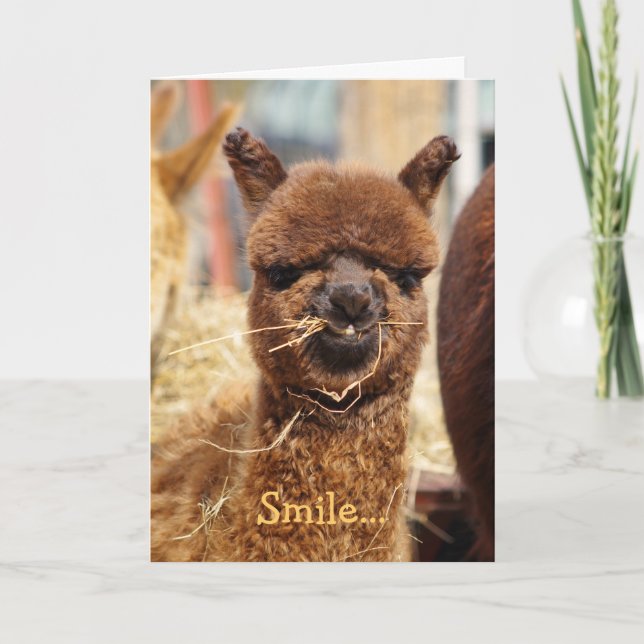 Bonne carte Alpaca (Devant)