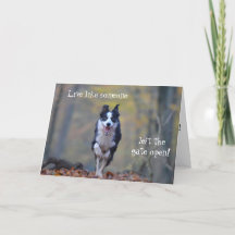 Bonne carte d'anniversaire pour chien Collie Borde