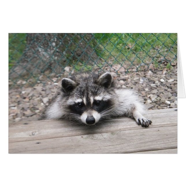 Bonne carte de Racoon de garçon d'Ol (Devant horizontal)