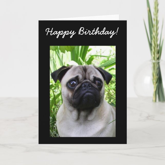 Bonne carte de voeux Carlin d'anniversaire (Devant)