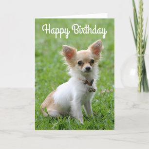 Bonne carte de voeux d'anniversaire Chihuahua Chio