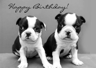 Cartes Terrier Boston D Anniversaire Zazzle Ca Cartes Terrier Boston D Anniversaire Zazzle Ca