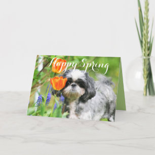 Bonne Carte de voeux Spring Shih Tzu Girl