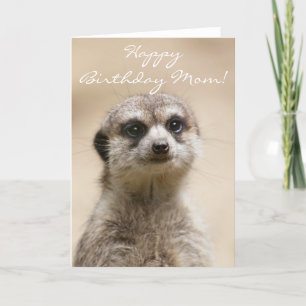 Bonne carte Meerkat pour maman anniversaire