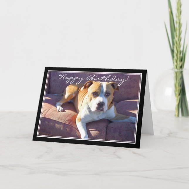 Bonne carte Pitbull Dog anniversaire (Devant)