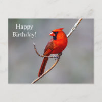 Bonne carte postale Cardinal d'anniversaire