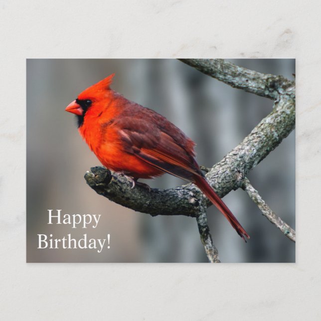 Bonne carte postale Cardinal d'anniversaire (Devant)