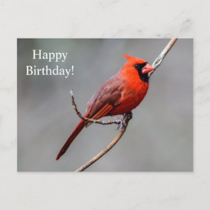 Bonne carte postale Cardinal d'anniversaire
