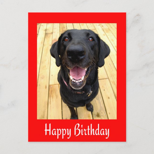 Bonne carte postale d'anniversaire Black Labrador  (Devant)