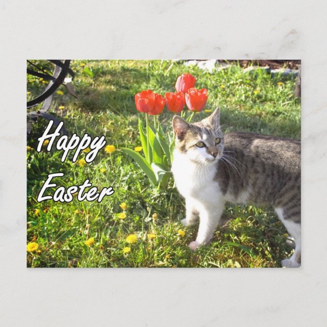 Bonne carte postale de chat de Pâques (Devant)