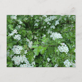 Bonne carte postale du May Day avec Hawthorn Bloom