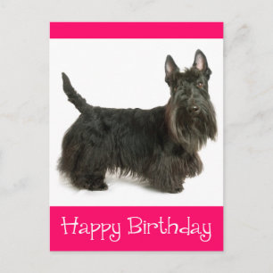 Bonne carte postale écossaise Terrier Puppy
