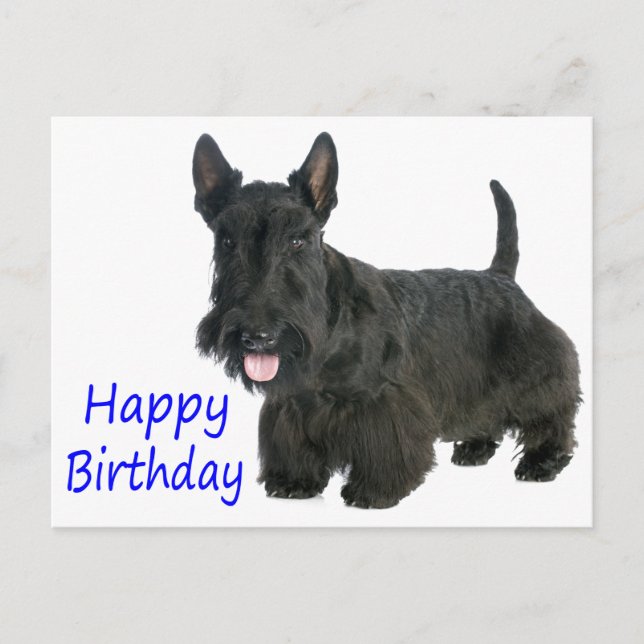 Bonne carte postale écossaise Terrier Puppy Annive (Devant)
