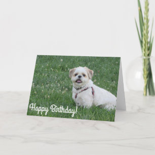 Bonne carte tzu Shih anniversaire