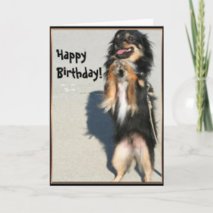 Bonne fête Chihuahua carte de voeux