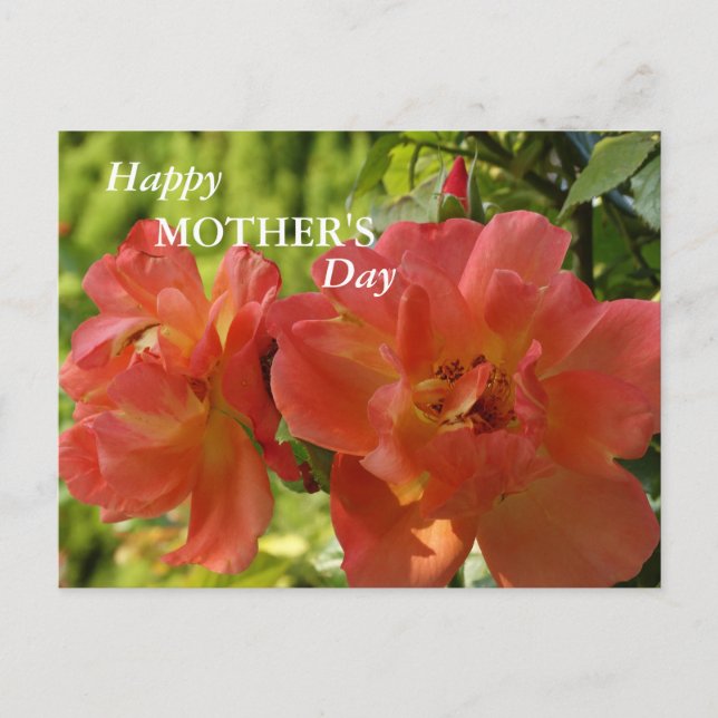Bonne fête des mères Pink Roses Carte postale (Devant)