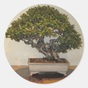 Bonsai at National Arboretum, Washington D.C. Classic Round Sticker