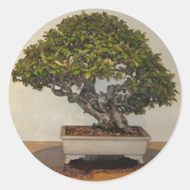 Bonsai at National Arboretum, Washington D.C. Classic Round Sticker (Front)
