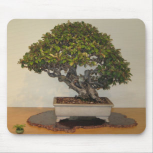 Bonsai at National Arboretum, Washington D.C. Mouse Pad