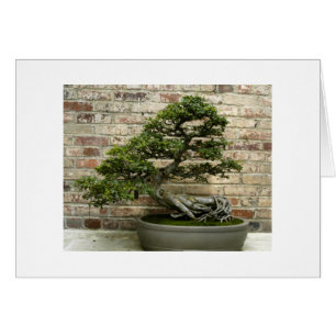 Bonsai at Phipps Conservatory