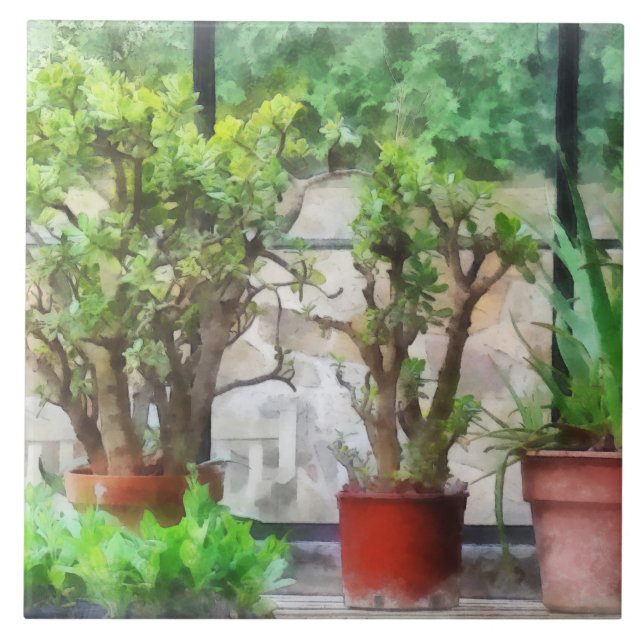 Bonsai in Greenhouse Tile (Front)