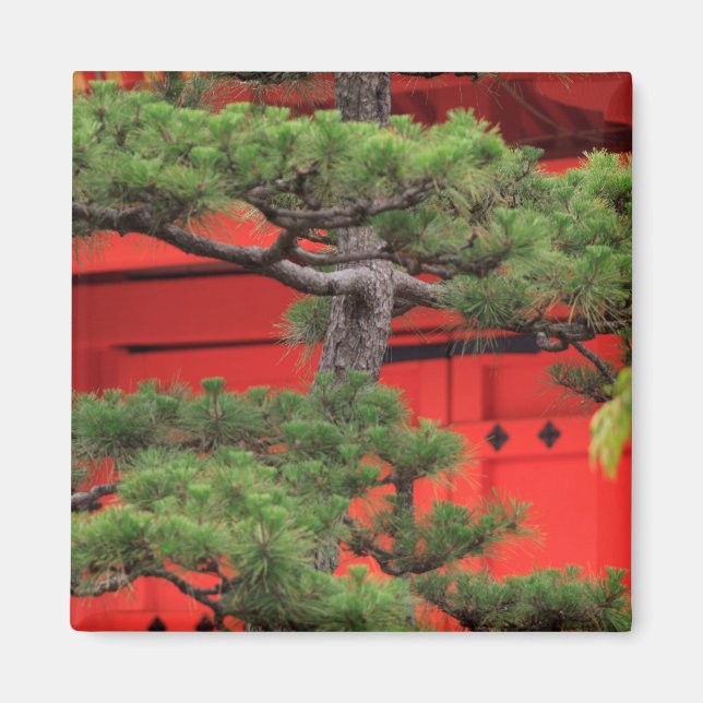 Bonsai Pine Tree Magnet (Front)