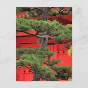 Bonsai Pine Tree Postcard