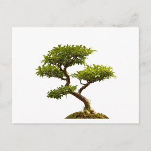 Bonsai plant postcard