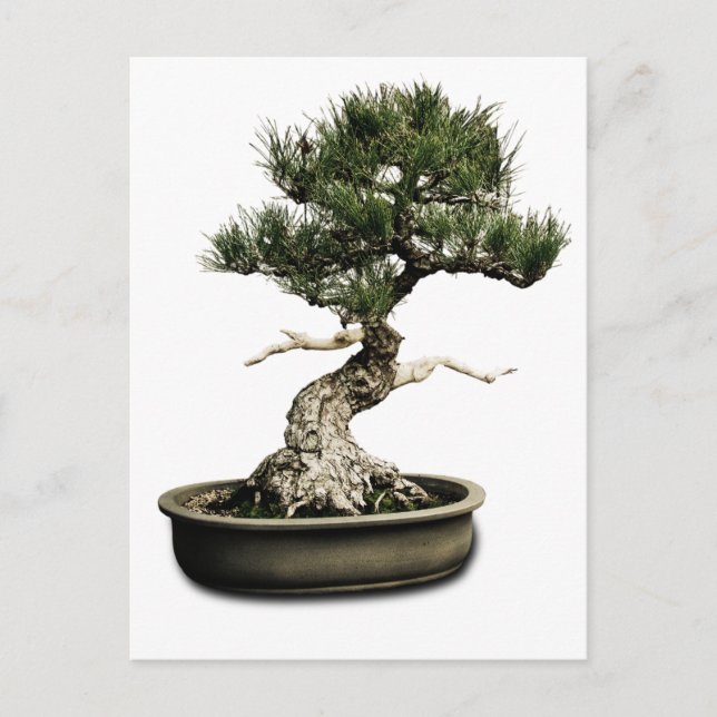 Bonsai Postcard (Front)
