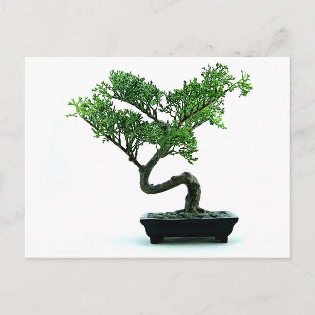 Bonsai Tree Postcard (Front)