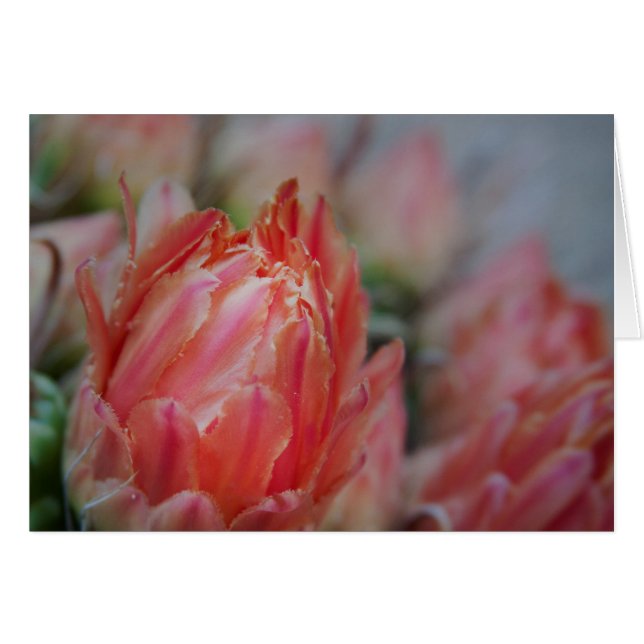 Bonté de fin été (Devant horizontal)